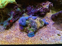 Lots of corals SPS, LPS & softies