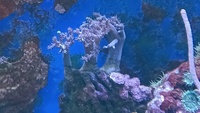 Various corals for sale from my tank