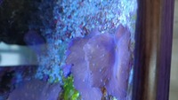 Various corals for sale from my tank