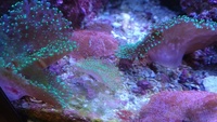 Various corals for sale from my tank