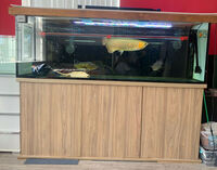 Fish Tank Aquarium 6ft Long x 20 inches Deep x 24 inches Heigh with Stand - Stunning