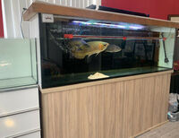 Fish Tank Aquarium 6ft Long x 20 inches Deep x 24 inches Heigh with Stand - Stunning