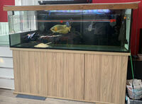 Fish Tank Aquarium 6ft Long x 20 inches Deep x 24 inches Heigh with Stand - Stunning