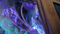Various corals for sale from my tank