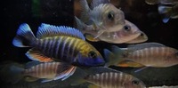African cichlids