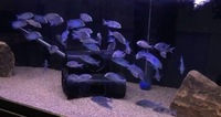 African cichlids