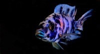 African cichlids