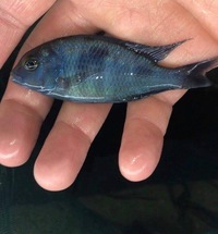 African cichlids