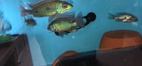 African cichlids