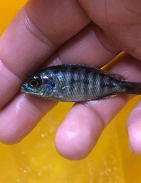 African cichlids