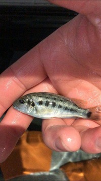 African cichlids