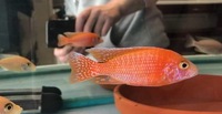 African cichlids