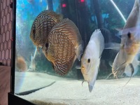 20 discus fish for sale