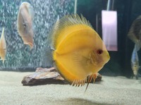 20 discus fish for sale