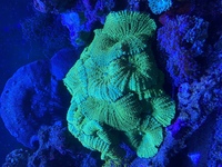 Large corals for sale