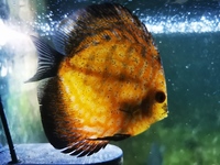 11 Discus fish and silver shark