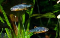Celestial Pearl Danios (aka. Galaxy Rasboras)
