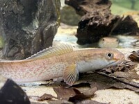 The Fish Barn Predatory Fish