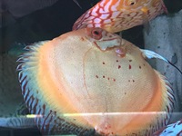Excellent quality adult discus