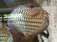 Excellent quality adult discus