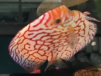Excellent quality adult discus