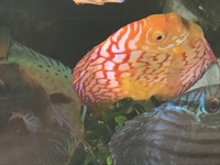 Excellent quality adult discus