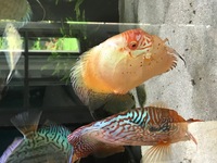 Excellent quality adult discus