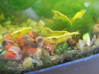 Yellow Gold Line Cherry Shrimp UK Delivery Available