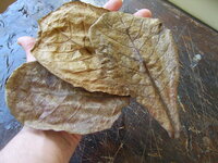 Indian Almond Leaves Box of 100 5 - 7" .