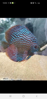6 DISCUS 5-6 INCHES £200 or trade for predator fish 6inches plus