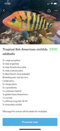 Tropical fish American cichlids in oddballs