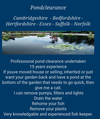 Pond clearance service / koi rescue / pond fish rehoming - cambridge