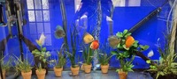 Mixed discus forsale