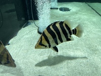 Indo Sumatra Tiger Fish Datnoids 11 inch