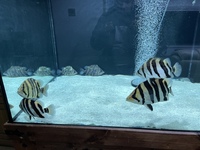 Indo Sumatra Tiger Fish Datnoids 11 inch