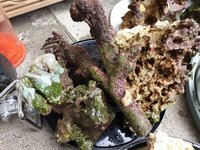 55KG Live Rock with some corals still attached. Bargain price, has to go