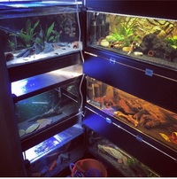 Fish room racking