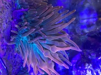 Soft corals and RBTA