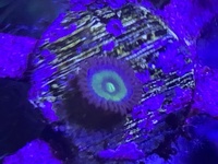 Soft corals and RBTA