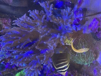 Soft corals and RBTA