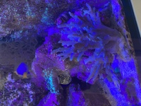 Soft corals and RBTA