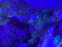 Soft corals and RBTA