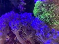 Soft corals and RBTA