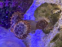 Soft corals and RBTA