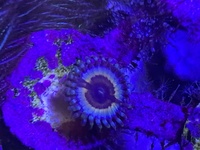 Soft corals and RBTA