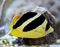 Marine fish / Rare Indian Butterfly fish