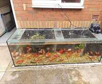 gold fish for sale in leamington spa