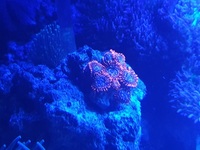 Full marine tank