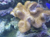 Full marine tank