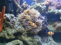 Full marine tank